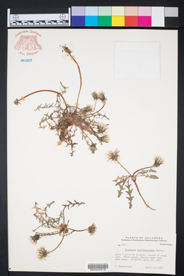 Taraxacum erythrospermum image