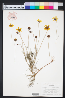Thelesperma ambiguum image