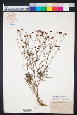 Thelesperma filifolium var. intermedium image