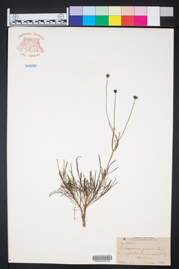 Thelesperma megapotamicum image