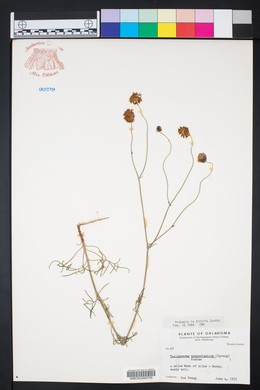 Thelesperma megapotamicum image