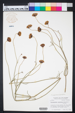 Thelesperma megapotamicum image