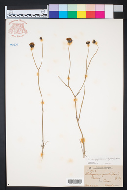 Thelesperma megapotamicum image