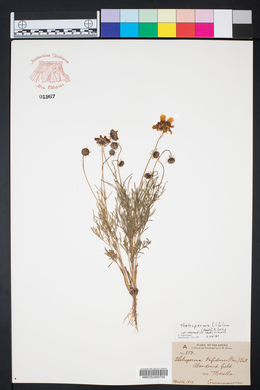 Thelesperma filifolium image