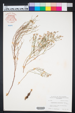 Stephanomeria pauciflora image