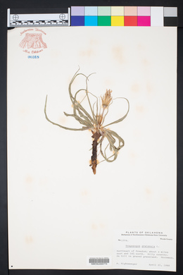 Tragopogon pratensis image