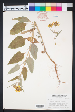 Verbesina encelioides image