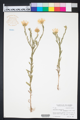 Xanthisma texanum var. drummondii image