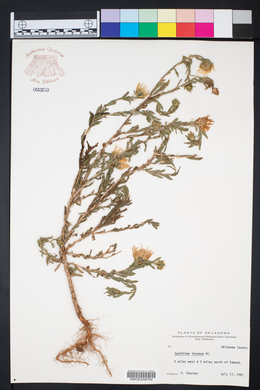 Xanthisma texanum image