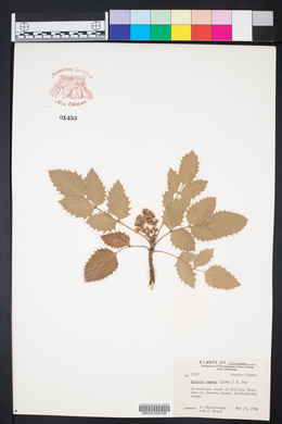 Mahonia repens image