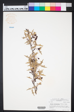 Alloberberis trifoliolata image