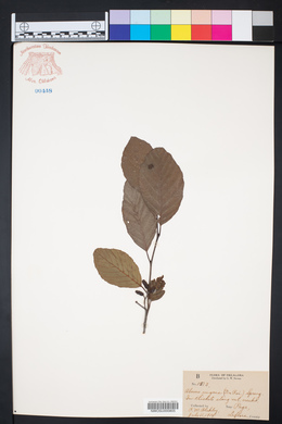 Alnus rugosa image