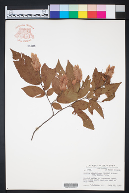 Ostrya virginiana var. lasia image