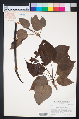 Catalpa speciosa image