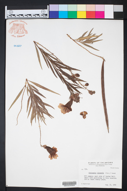 Chilopsis linearis image