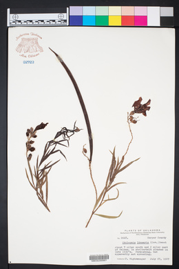 Chilopsis linearis image