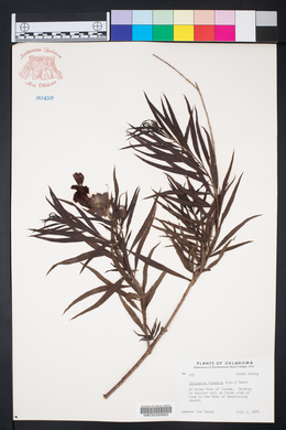 Chilopsis linearis image