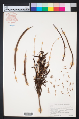 Chilopsis linearis image