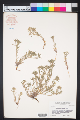 Cryptantha minima image