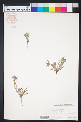 Cryptantha minima image