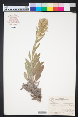Oreocarya thyrsiflora image