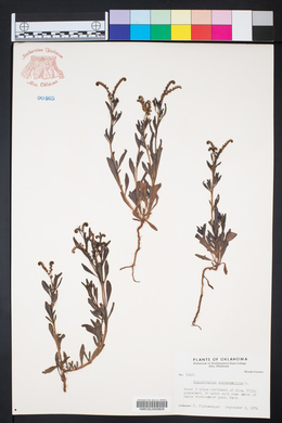 Heliotropium curassavicum image