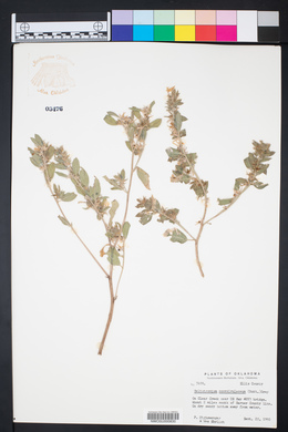 Heliotropium convolvulaceum image