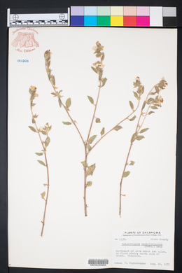 Heliotropium convolvulaceum image