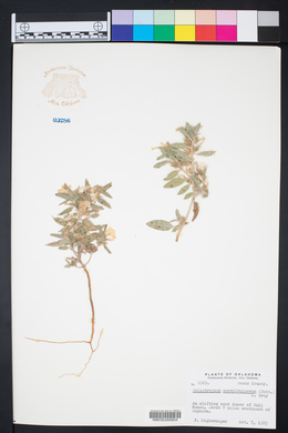 Heliotropium convolvulaceum image