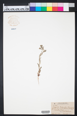 Lappula occidentalis var. occidentalis image