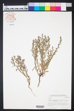 Lappula occidentalis var. occidentalis image