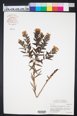 Lithospermum caroliniense image