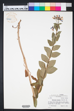 Mertensia ciliata image