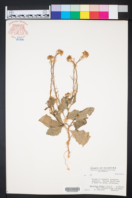 Sinapis arvensis image