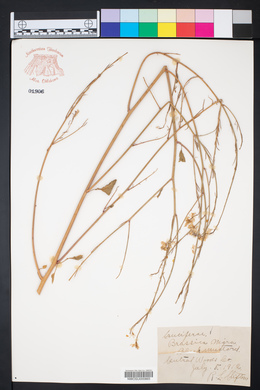 Brassica nigra image
