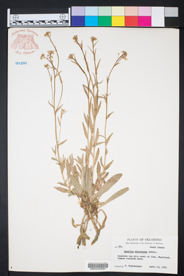 Camelina microcarpa image
