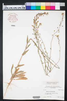 Camelina microcarpa image