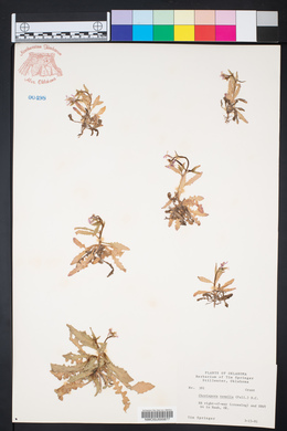 Chorispora tenella image