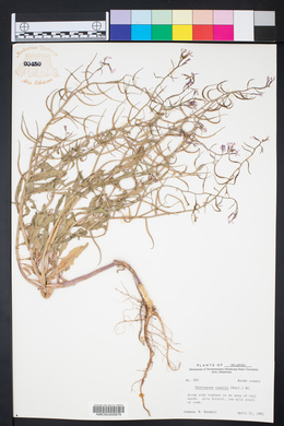 Chorispora tenella image