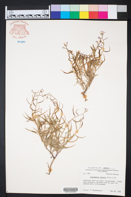 Chorispora tenella image