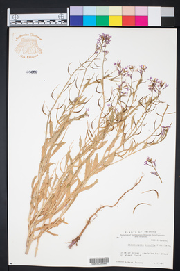 Chorispora tenella image
