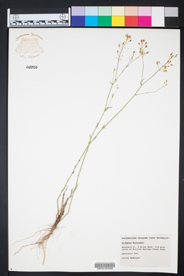 Dimorphocarpa wislizeni image