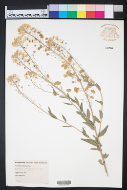 Dimorphocarpa wislizeni image