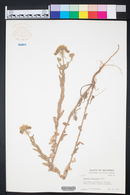 Dimorphocarpa wislizeni image