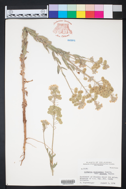 Dimorphocarpa candicans image