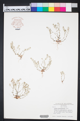 Draba brachycarpa image
