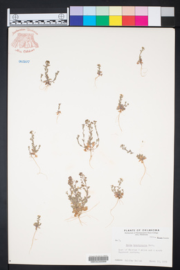 Draba brachycarpa image