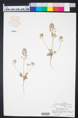Draba cuneifolia image