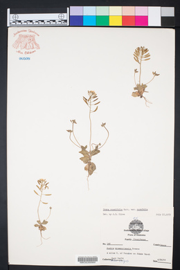 Draba cuneifolia var. cuneifolia image
