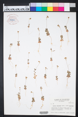 Draba reptans image